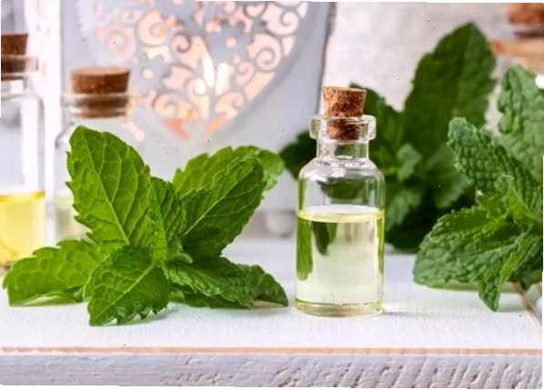 Cách xử lý khi bị rận mèo cắn để giảm đau nhanh chóng.