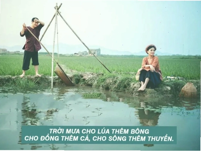 Cánh đồng lúa xanh mướt dưới ánh nắng ban mai