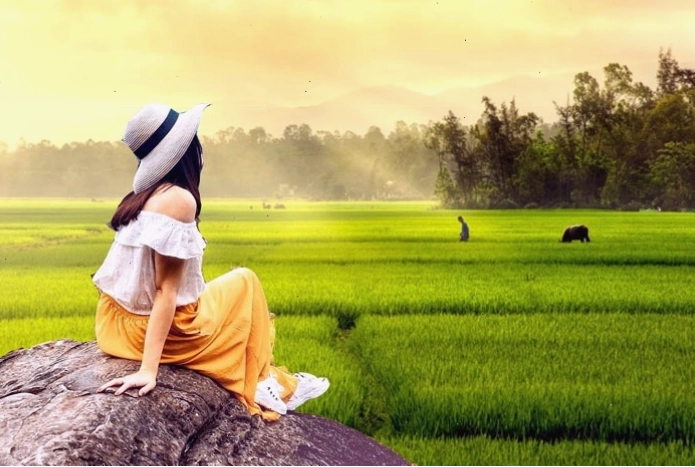 Cảnh đồng lúa xanh mướt trải dài dưới ánh nắng