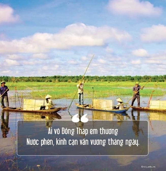 Cánh đồng sen Đồng Tháp mùa nở rộ