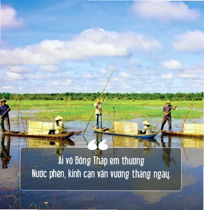 Cánh đồng sen Đồng Tháp rực rỡ sắc hồng