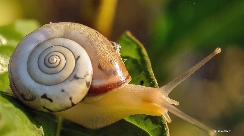 Câu đố về cá chép cho bé 6 tuổi