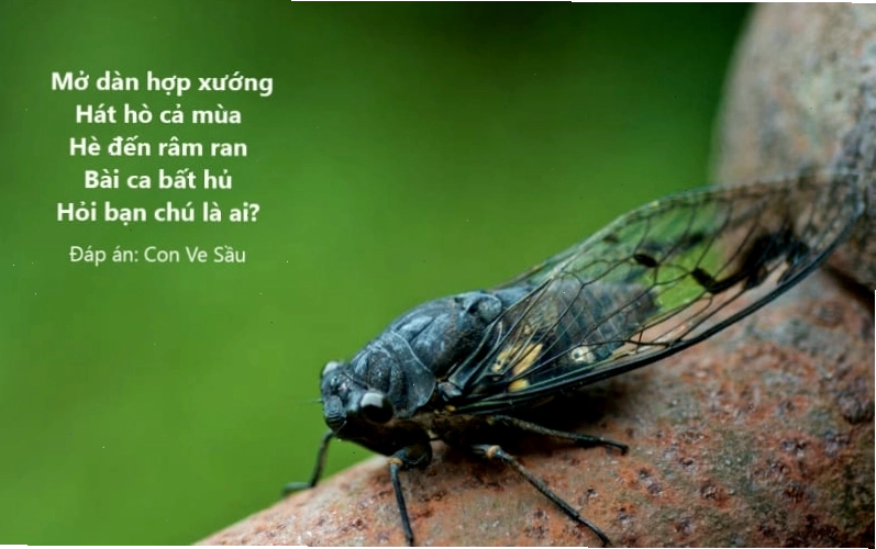 Câu đố về các loài vật cho bé tiểu học