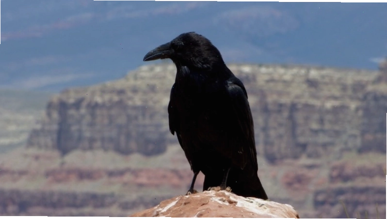 Câu đố về con ếch cho bé 5 tuổi