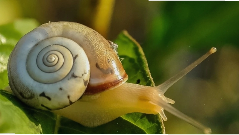 Câu đố về con hổ cho bé