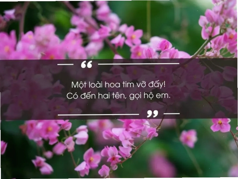 Câu đố về hoa hồng với hình ảnh minh họa