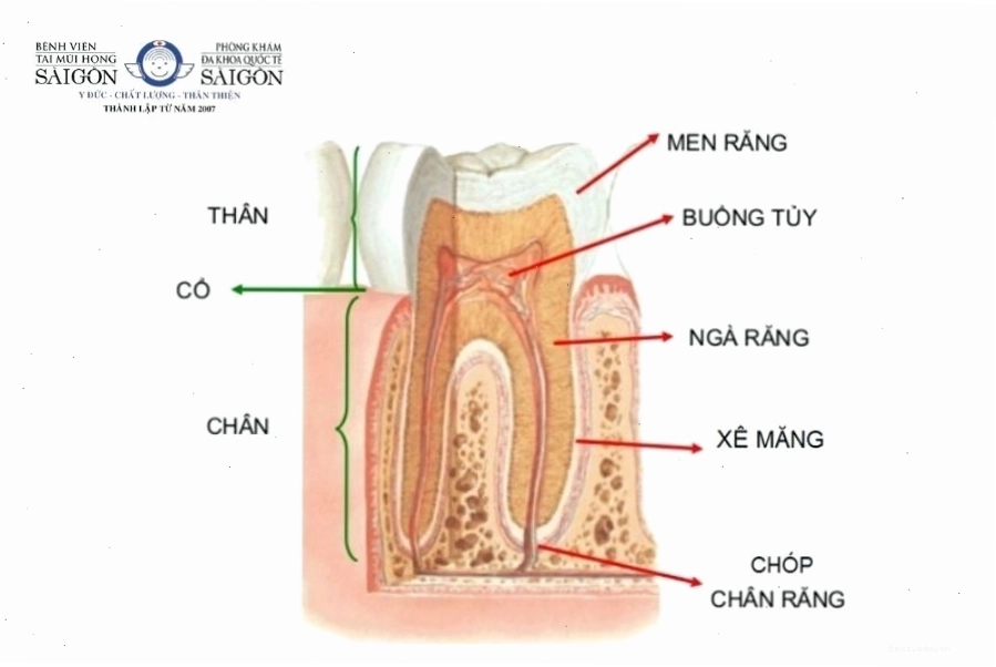 Cấu tạo của răng bao gồm men răng, ngà răng và tủy răng