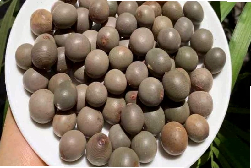 Cây mắt mèo với đặc điểm quả và lá