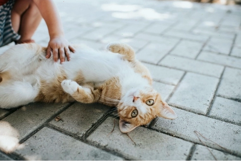 Chích ngừa bệnh dại là biện pháp cần thiết sau khi bị mèo cào có nguy cơ cao