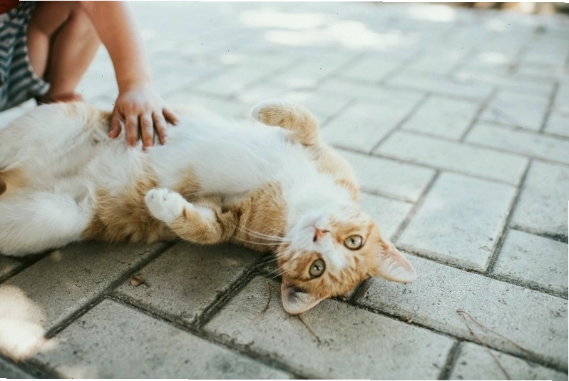 Chích ngừa bệnh dại và uốn ván là cần thiết trong một số trường hợp bị mèo cào