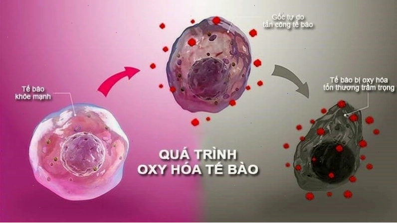 Chiết xuất hồng xiêm chứa nhiều hợp chất chống oxy hóa có lợi