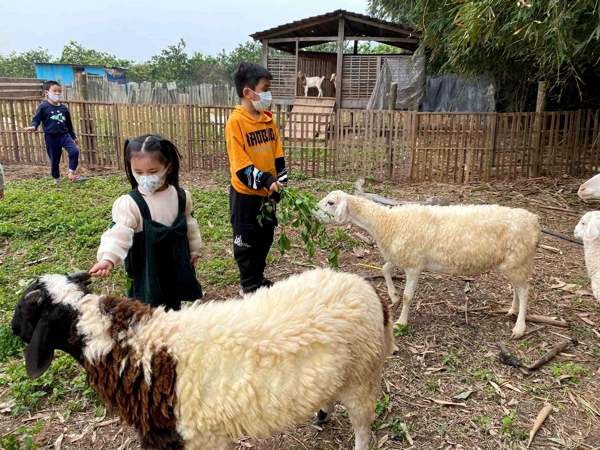 Cho bé trải nghiệm tại nông trại Chimi Farm khám phá thiên nhiên