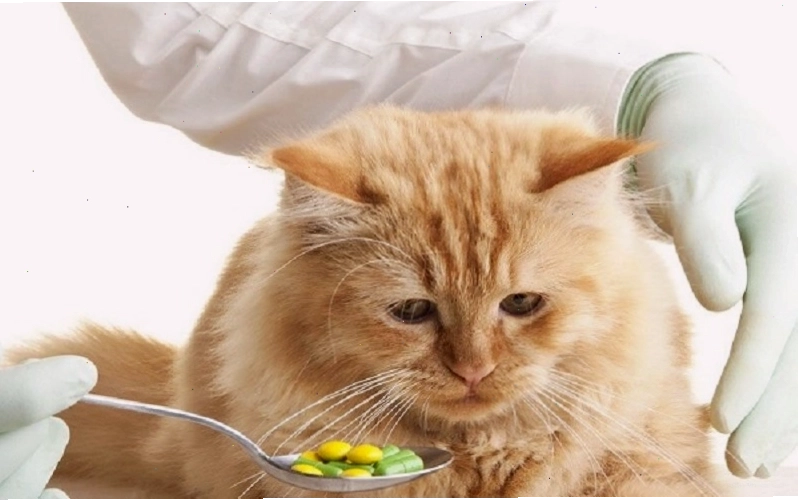 Cho mèo ăn bằng một cái đựng thức ăn riêng biệt để đảm bảo vệ sinh