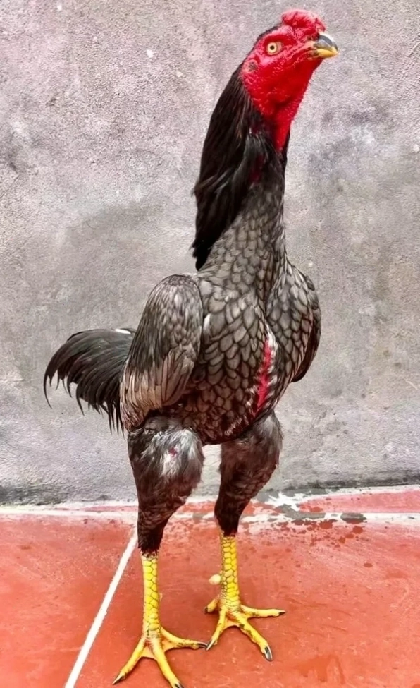 Chú gà chọi sở hữu bộ lông màu đỏ rực rỡ