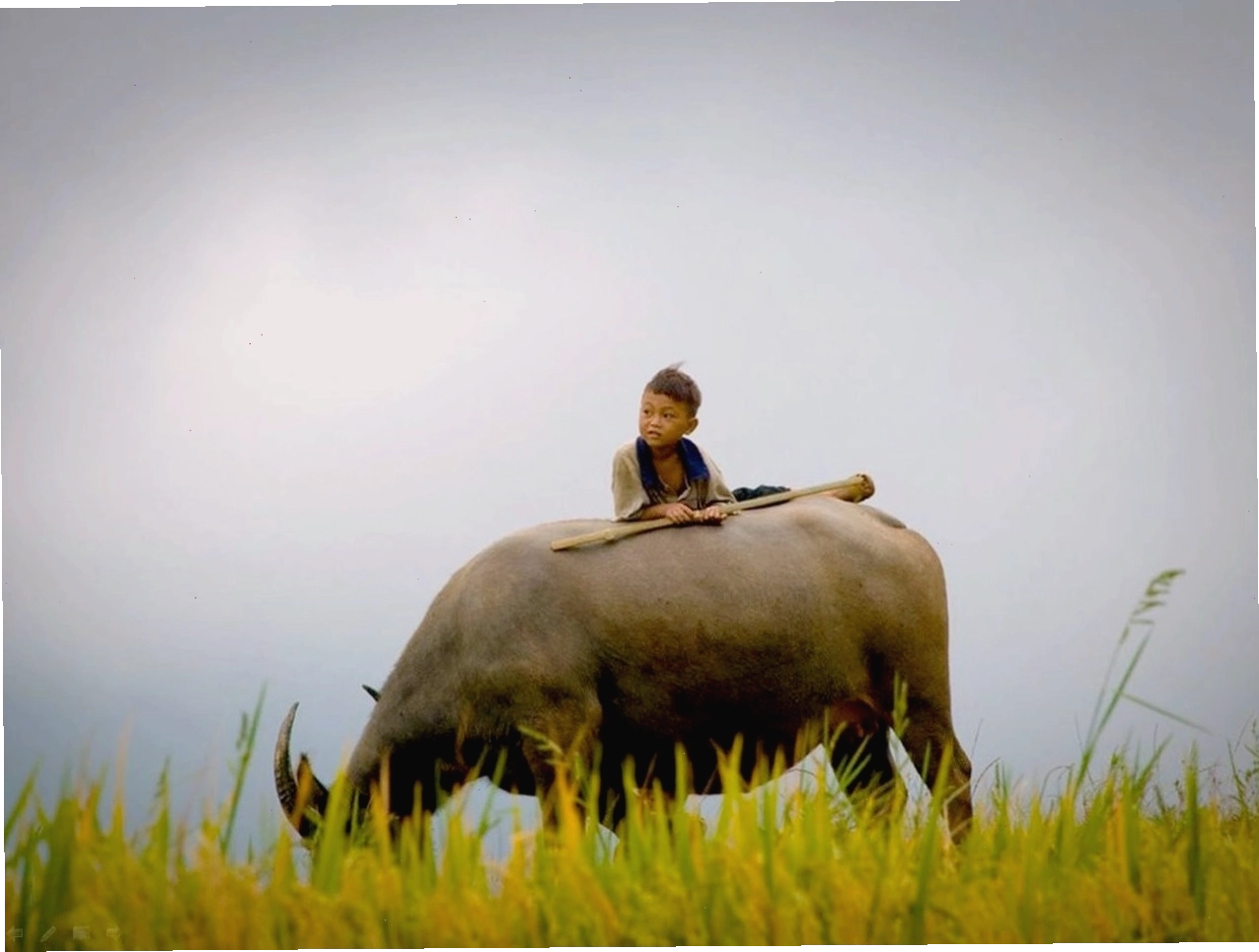 Chú nghé con trong bài đồng dao