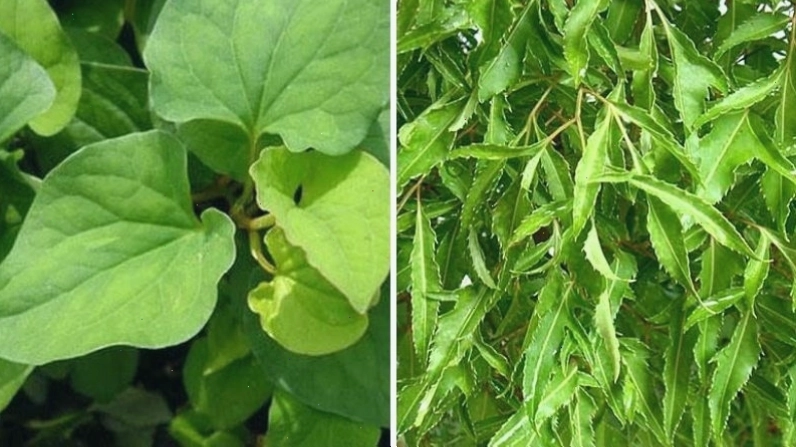 Chữa tắc tia sữa bằng lá diếp cá, đinh lăng