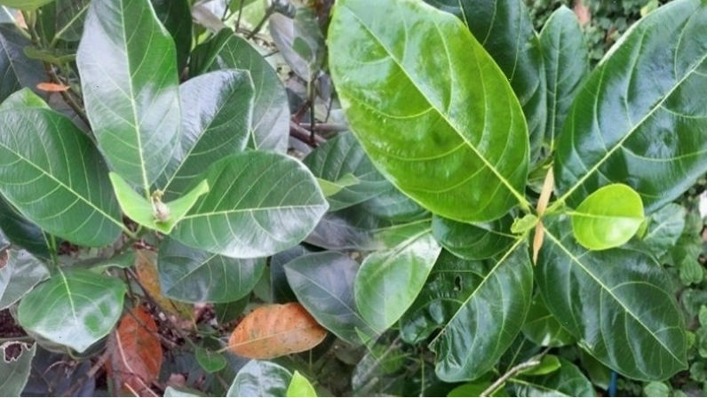 Chữa tắc tia sữa bằng lá mít