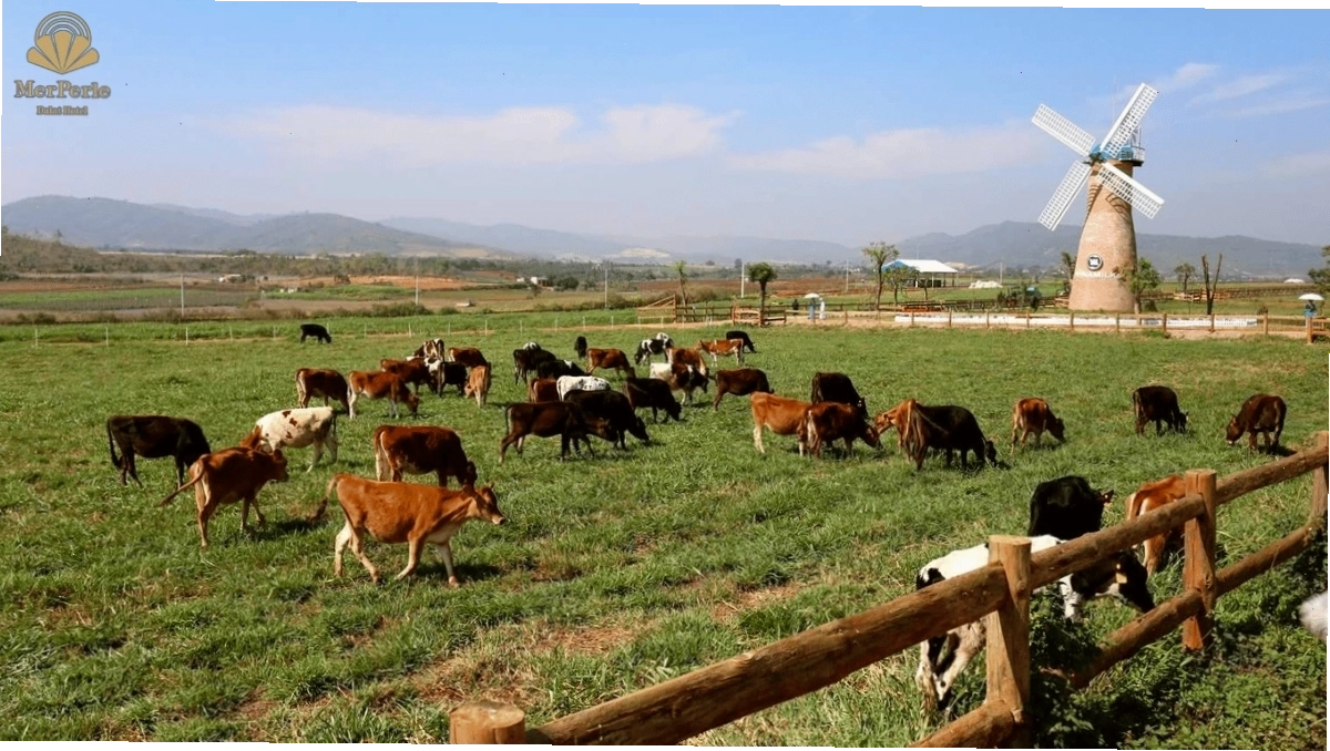 Đà Lạt Milk Farm, nơi trẻ em có thể vui chơi và khám phá nông trại