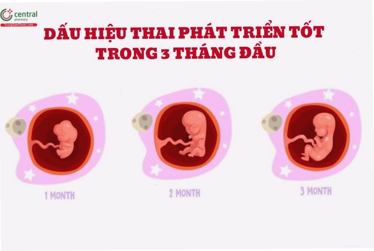 Dấu hiệu thai phát triển tốt trong 3 tháng đầu