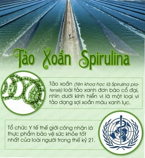 Độ hòa tan của bột tảo xoắn thật