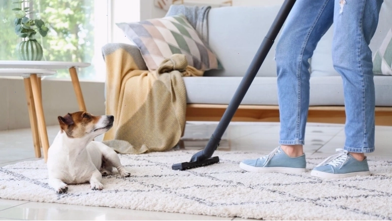 Dọn dẹp phân chó mèo trong vườn nhà