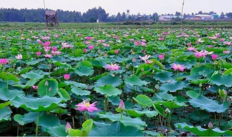 Hình ảnh cánh đồng sen Đồng Tháp