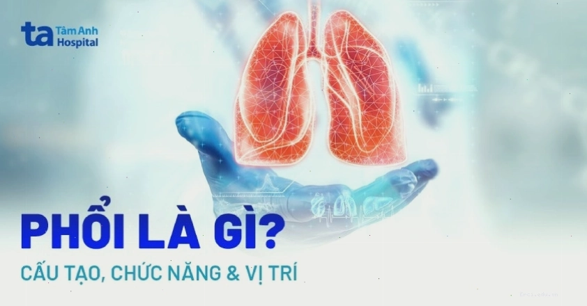 Hình ảnh chi tiết cấu tạo và chức năng của phổi người