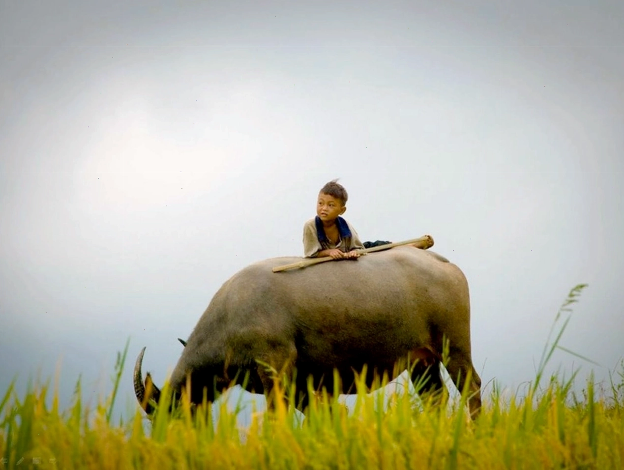 Hình ảnh chú nghé con