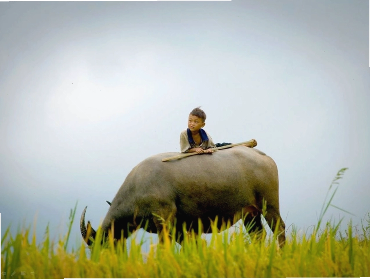Hình ảnh chú nghé con đáng yêu