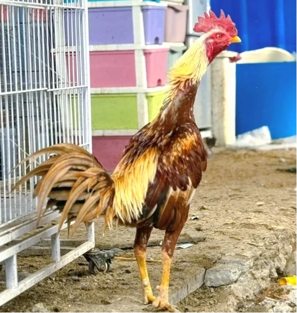 Hình ảnh gà chọi đẹp trong môi trường tự nhiên