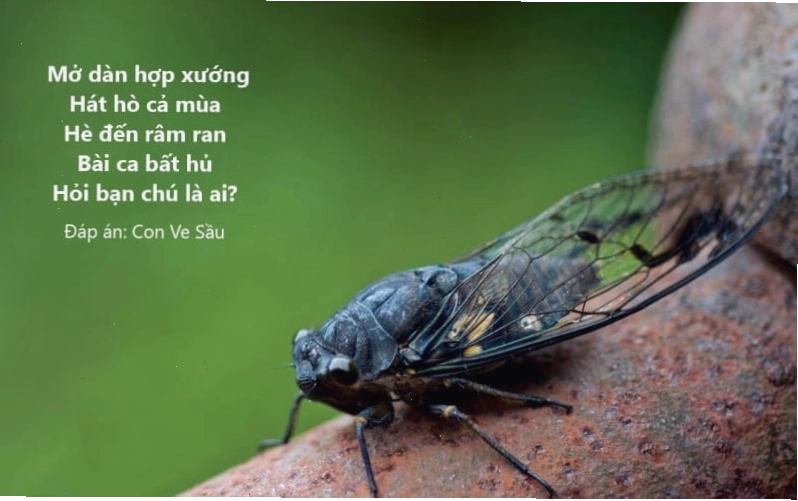 Hình ảnh minh họa các loài vật trong câu đố vui