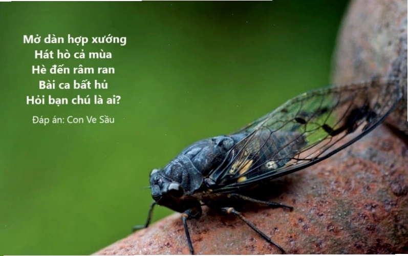 Hình ảnh minh họa các loài vật trong câu đố vui