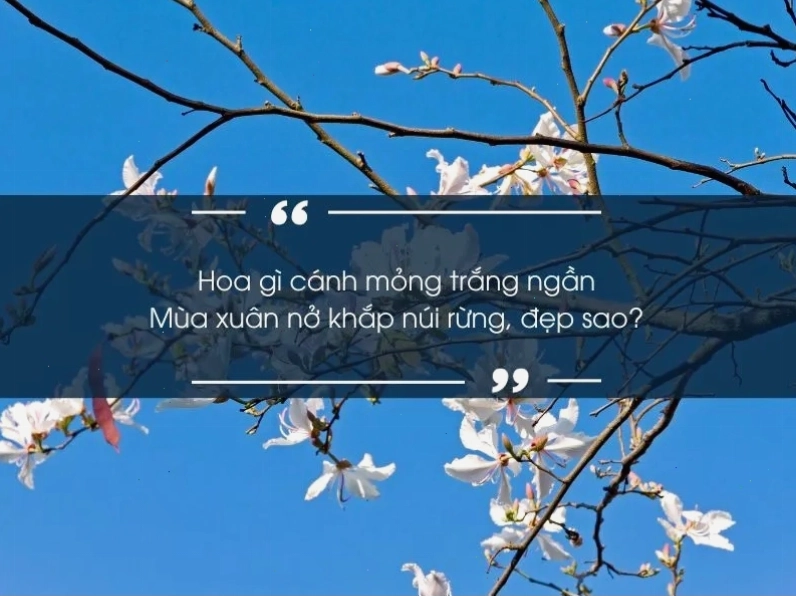 Hình ảnh minh họa đẹp mắt về hoa hồng