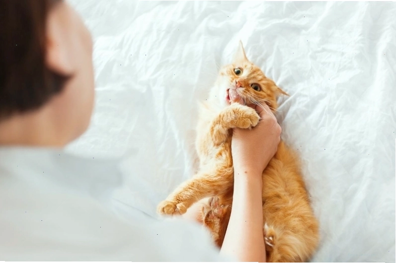 Hình ảnh minh họa vết cắn của mèo, nhấn mạnh sự cần thiết của việc chích ngừa
