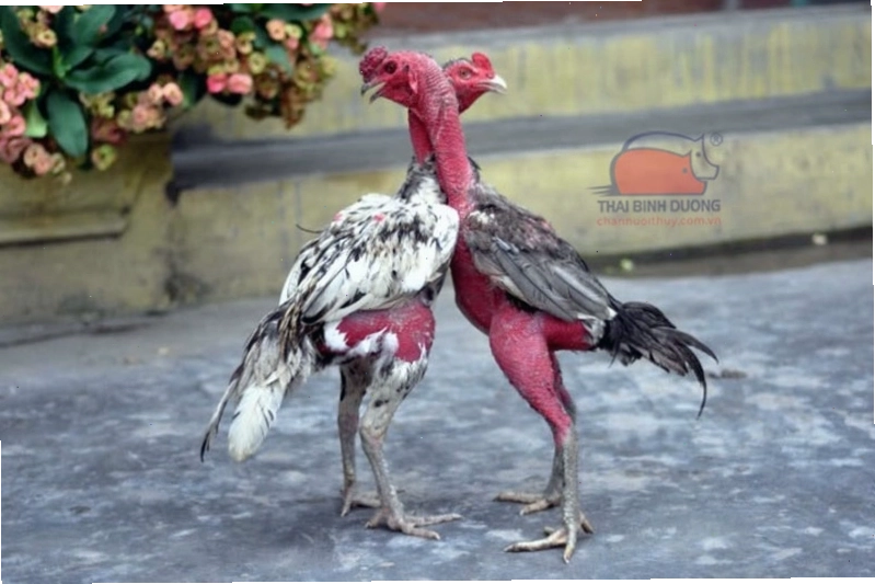 Hướng dẫn chọn gà đá dựa trên các tiêu chí quan trọng