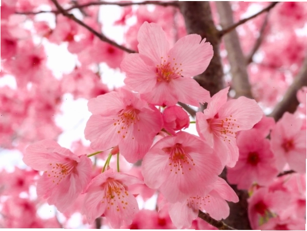 Khung cảnh lễ hội Hanami với nhiều người tham dự dưới tán hoa anh đào