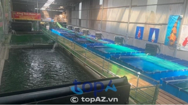 King Koi Farm Japan đơn vị cung cấp cá Koi Nhật