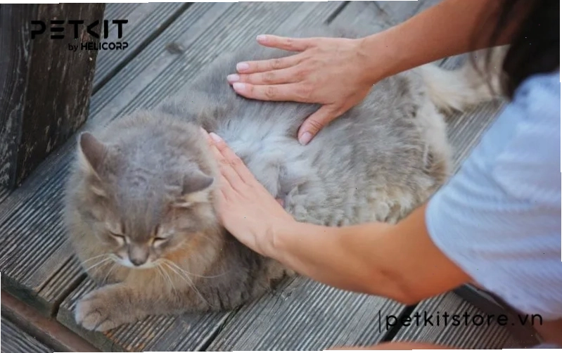 Ký sinh trùng có thể lây nhiễm từ mèo sang người