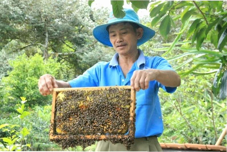 Lá cây chữa ong đốt