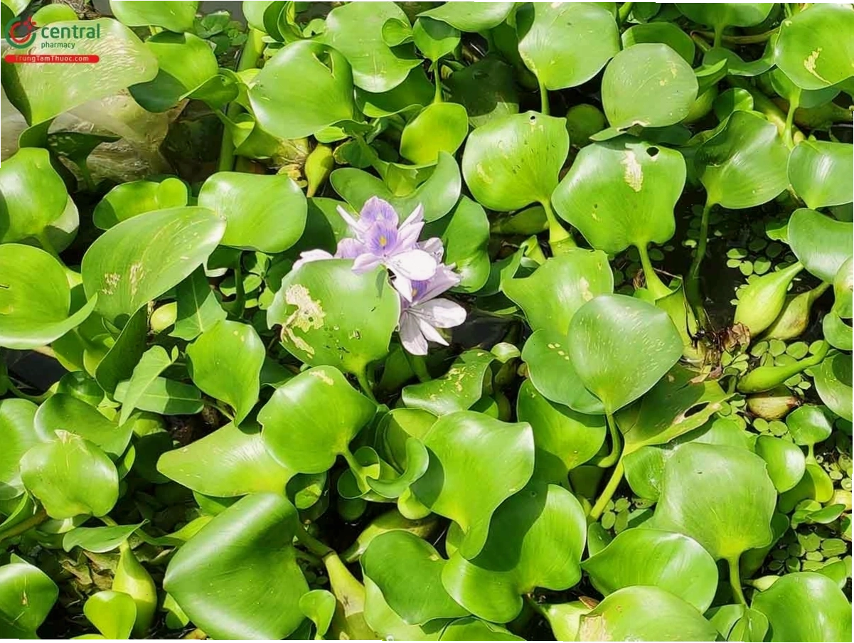Lá cây lục bình có màu xanh tươi mát, rễ chùm trắng bạc