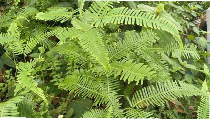 Lá dương xỉ có chứa độc tố thiaminase