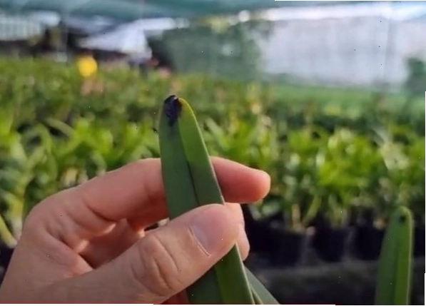 Lá lan bị đốm nâu do ngộ độc NPK