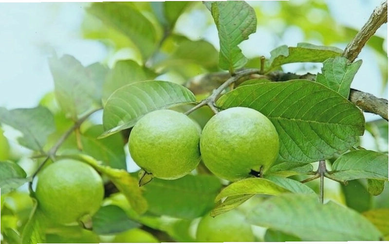Lá ổi có chứa tannin làm giảm cơn đau bụng đi ngoài