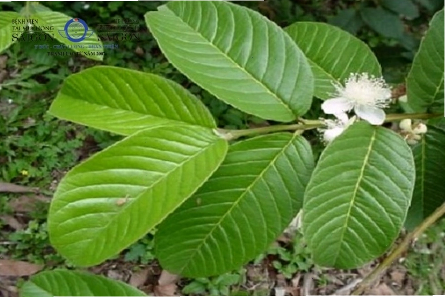 Lá ổi có đặc tính kháng viêm giúp giảm đau nhức răng