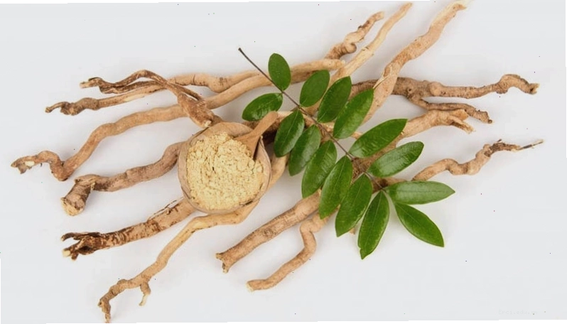 Mật nhân sấy khô, một dạng bào chế phổ biến để sử dụng