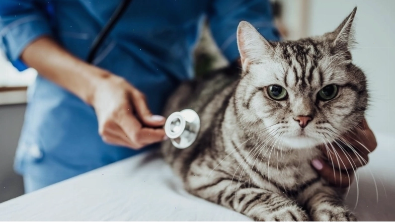 Mèo bị bệnh đường tiết niệu cần được chăm sóc y tế kịp thời