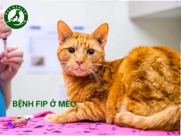Mèo bị FIP có thể phòng ngừa bằng cách giảm stress và giữ vệ sinh