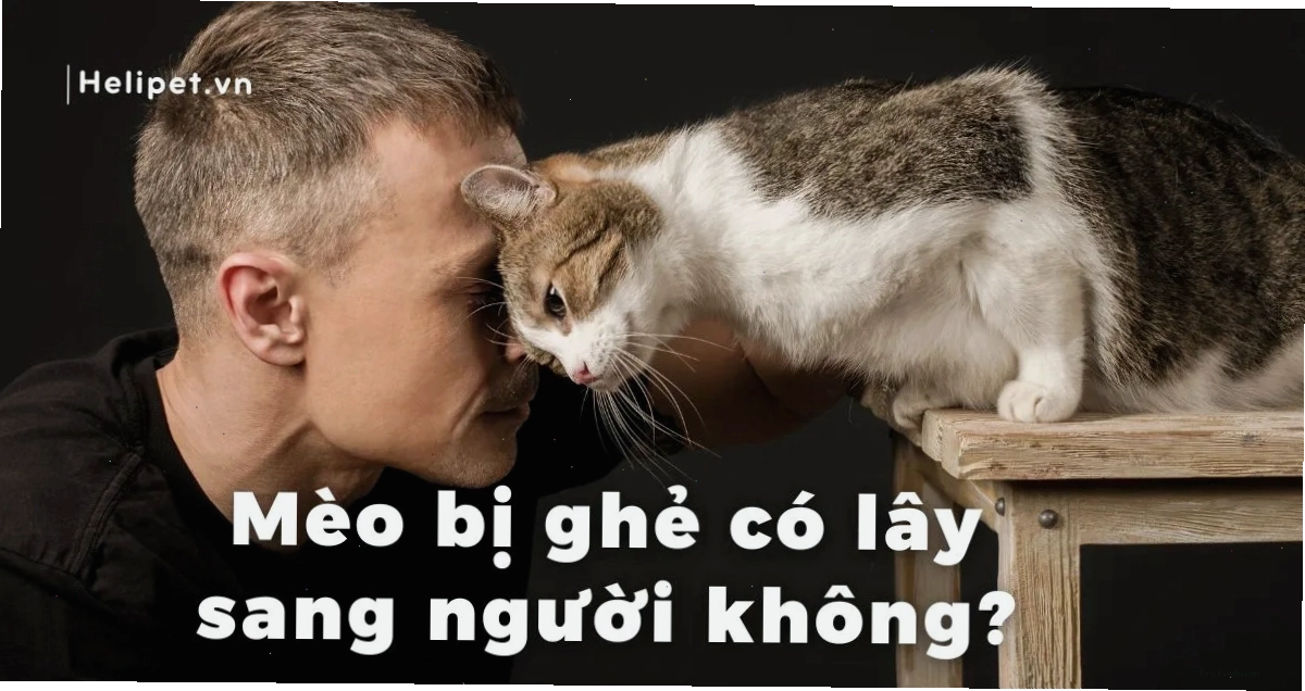 Mèo bị ghẻ biểu hiện da đỏ và rụng lông