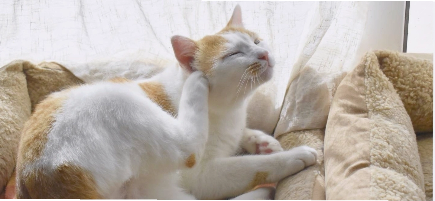 Mèo bị ghẻ với các mảng rụng lông