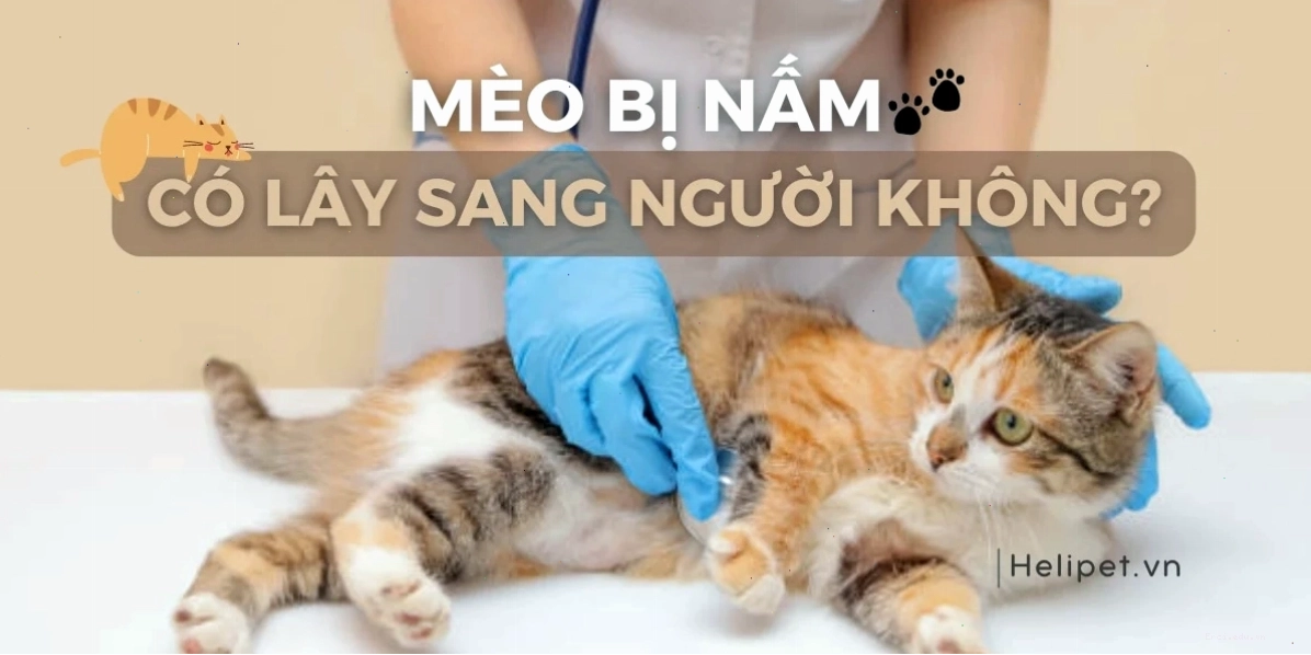 Mèo bị nấm có lây sang người không? Cách hạn chế lây nhiễm hiệu quả